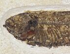 Knightia Fossil Fish On Large Plate #20832-2